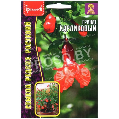 Гранат Карликовый