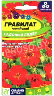 Гравилат чилийский Садовый лидер