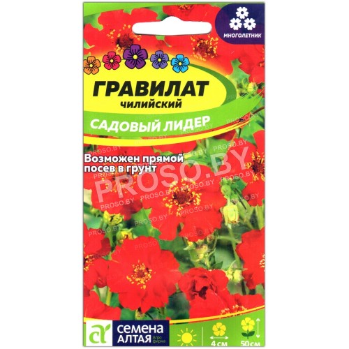 Гравилат чилийский Садовый лидер