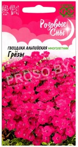 Гвоздика альпийская Грёзы