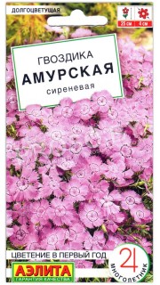 Гвоздика Амурская сиреневая