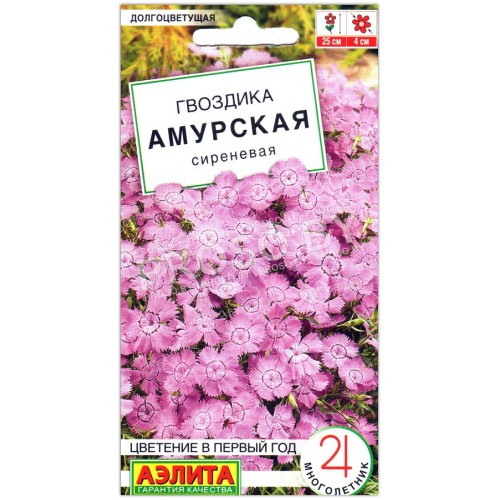 Гвоздика Амурская сиреневая