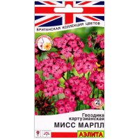 Гвоздика картузианская Мисс марпл