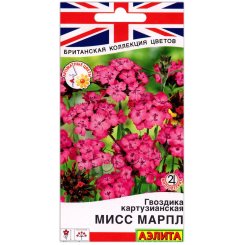Гвоздика картузианская Мисс марпл