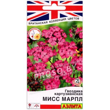 Гвоздика картузианская Мисс марпл