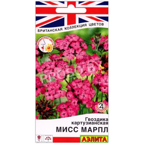Гвоздика картузианская Мисс марпл