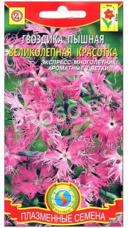 Гвоздика пышная Великолепная красотка