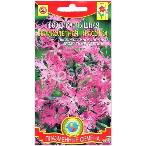 Гвоздика пышная Великолепная красотка