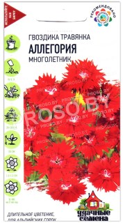 Гвоздика травянка Аллегория