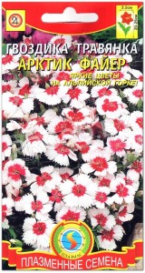 Гвоздика травянка Арктик файер