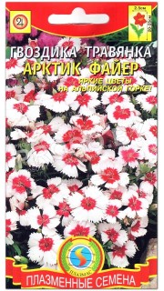 Гвоздика травянка Арктик файер