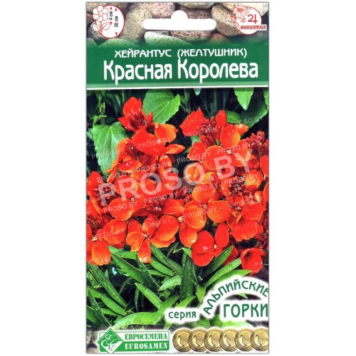 Хейрантус (желтушник) Красная королева