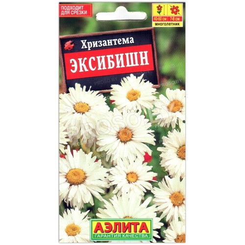 Хризантема Эксибишн
