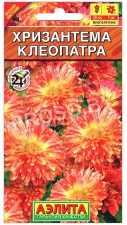 Хризантема Клеопатра