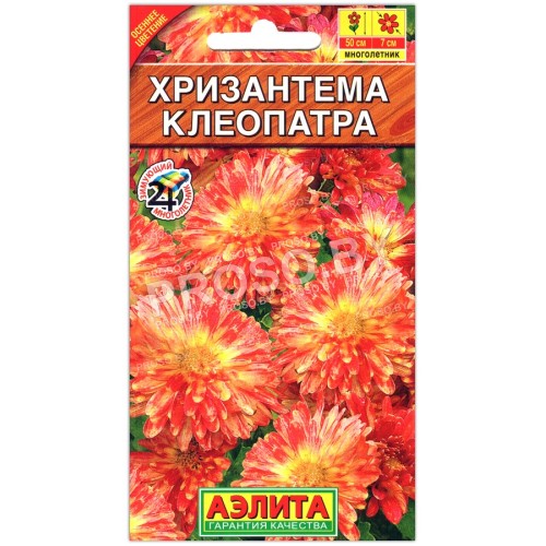 Хризантема Клеопатра