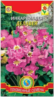 Инкарвиллея Делавея