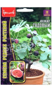 Инжир Садовый
