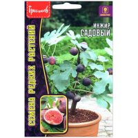 Инжир Садовый
