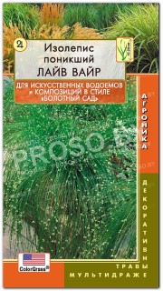 Изолепис поникший Лайв Вайр (Live wire)