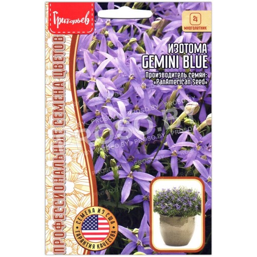 Изотома Gemini blue