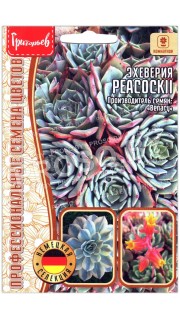 Эхеверия PeacockII