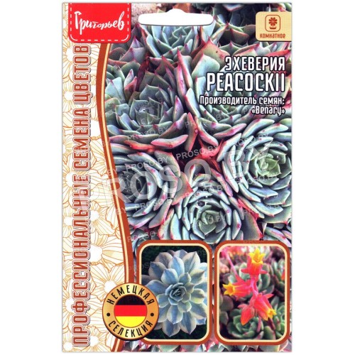 Эхеверия PeacockII