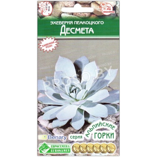 Эхеверия пеакоцкого Десмета