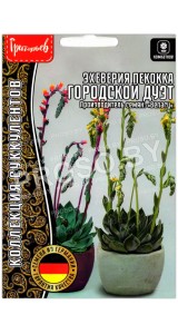 Эхеверия пекокка Городской дуэт
