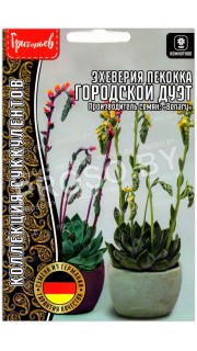 Эхеверия пекокка Городской дуэт