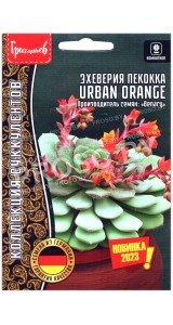 Эхеверия пекокка Urban orange