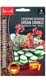 Эхеверия пекокка Urban orange