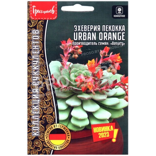 Эхеверия пекокка Urban orange
