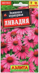Эхинацея пурпурная Ливадия