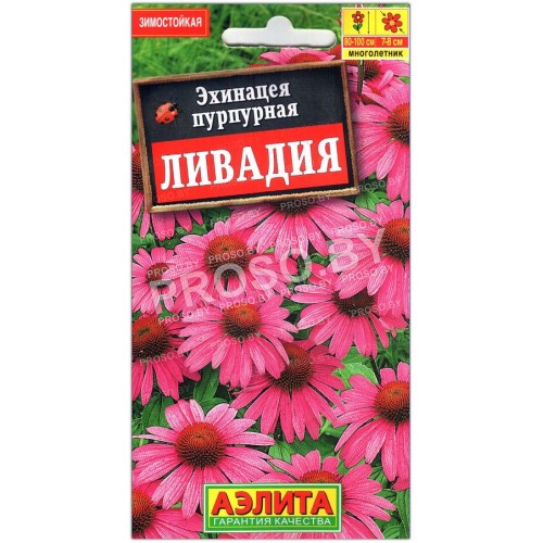 Эхинацея пурпурная Ливадия