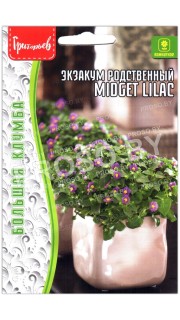 Экзакум родственный Midget lilac