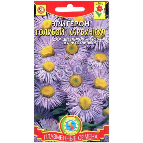 Эригерон Голубой карбункул