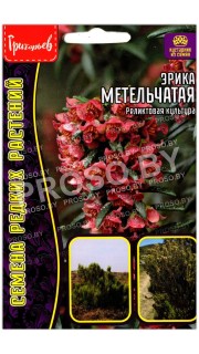Эрика Метельчатая
