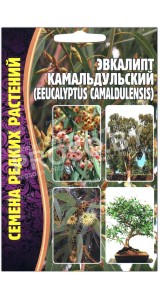 Эвкалипт Камальдульский