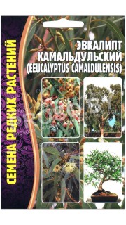Эвкалипт Камальдульский