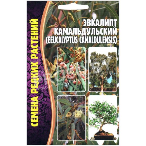 Эвкалипт Камальдульский
