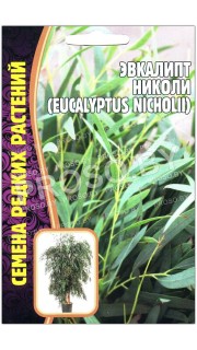 Эвкалипт Николи