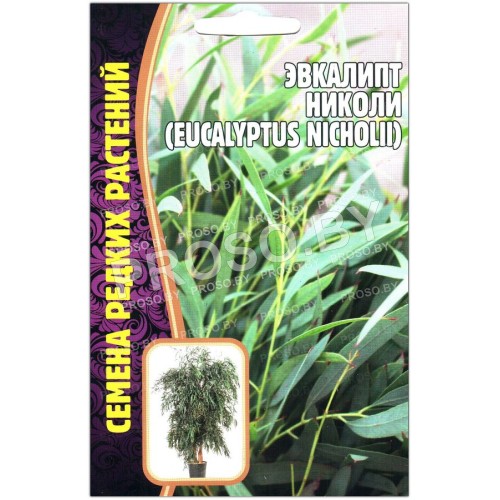 Эвкалипт Николи