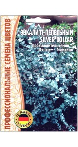 Эвкалипт пепельный Silver dollar
