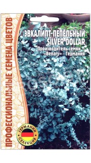 Эвкалипт пепельный Silver dollar