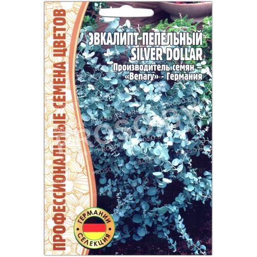 Эвкалипт пепельный Silver dollar