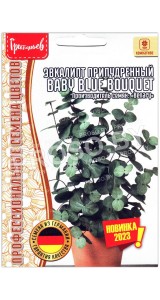 Эвкалипт припудренный Baby blue bouquet