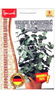 Эвкалипт припудренный Baby blue bouquet
