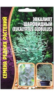 Эвкалипт Шаровидный