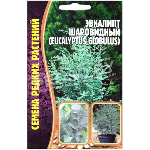 Эвкалипт Шаровидный