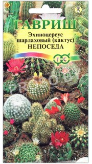 Кактус Непоседа
